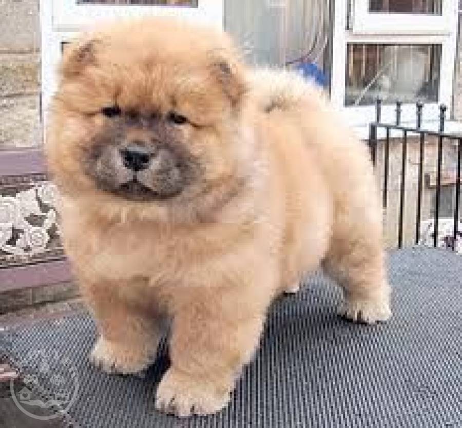 chow puppies
