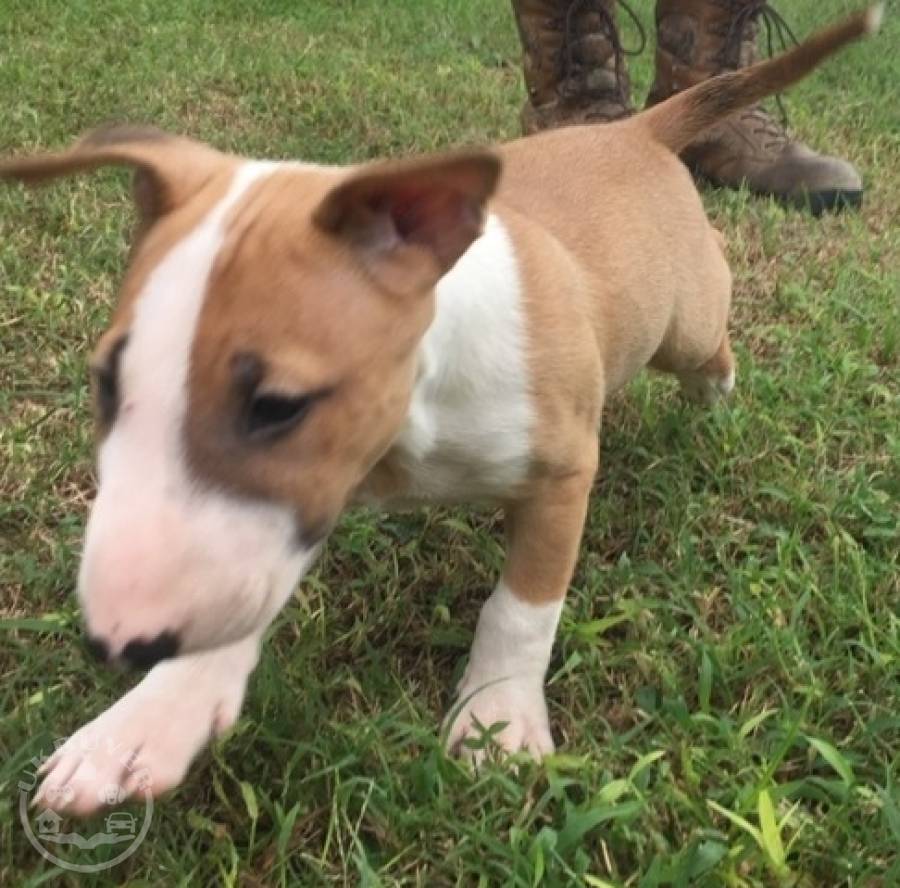 english bull terrier puppies for sale