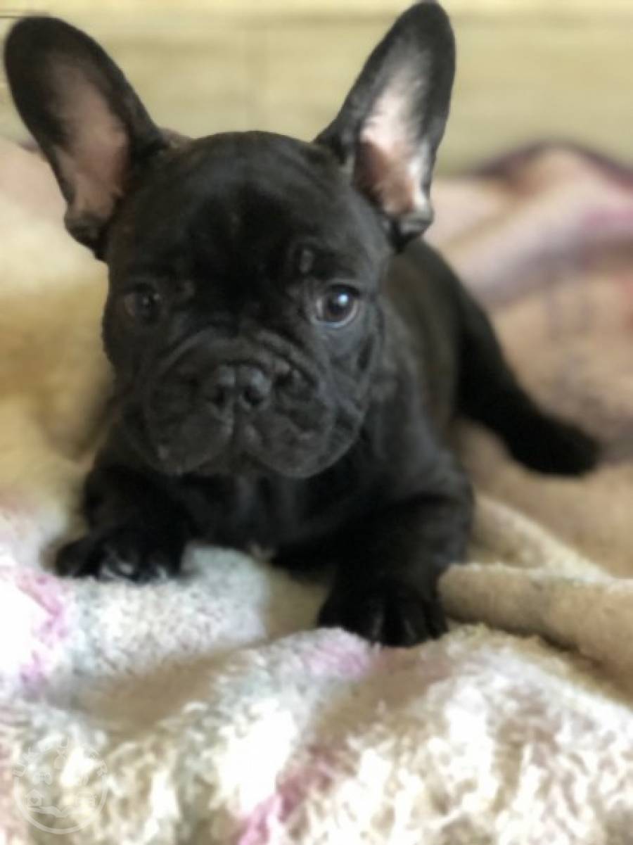 Quality Gold french bulldog puppies for sale - Dogs - BEXLEY - UK Buyer ...