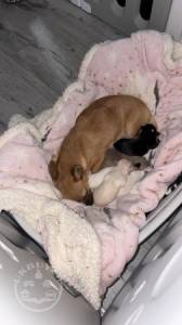 Buy Chihuahua Pups Online