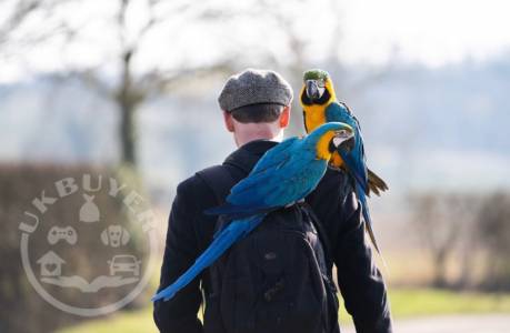 Blue & Gold Macaw Parrots Very Tame Comes with Cage Set Up.