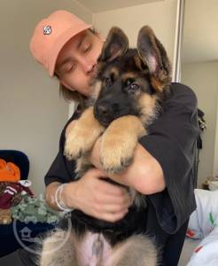 Kc Reg German Shepherd Pups For Sale